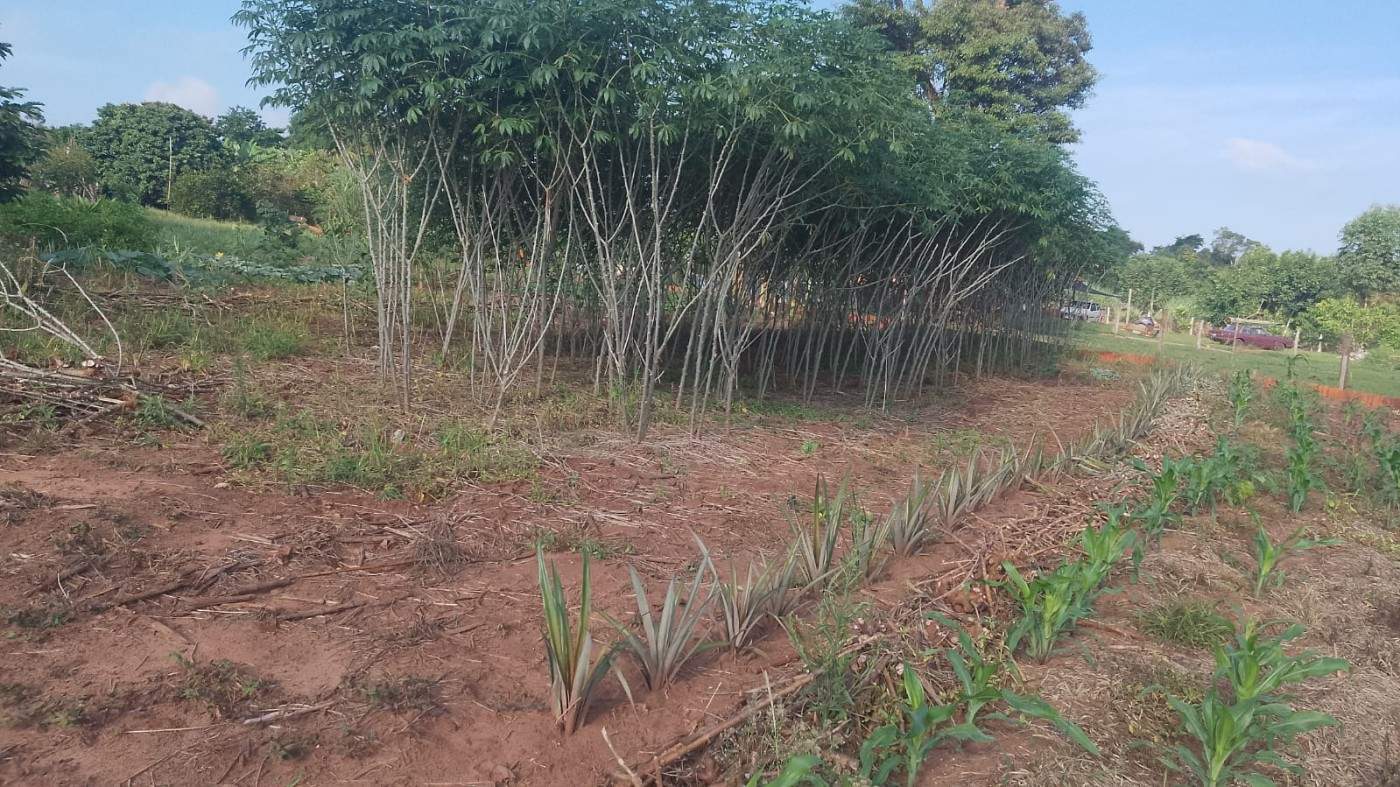 Chácara, 6000 m² - Foto 6