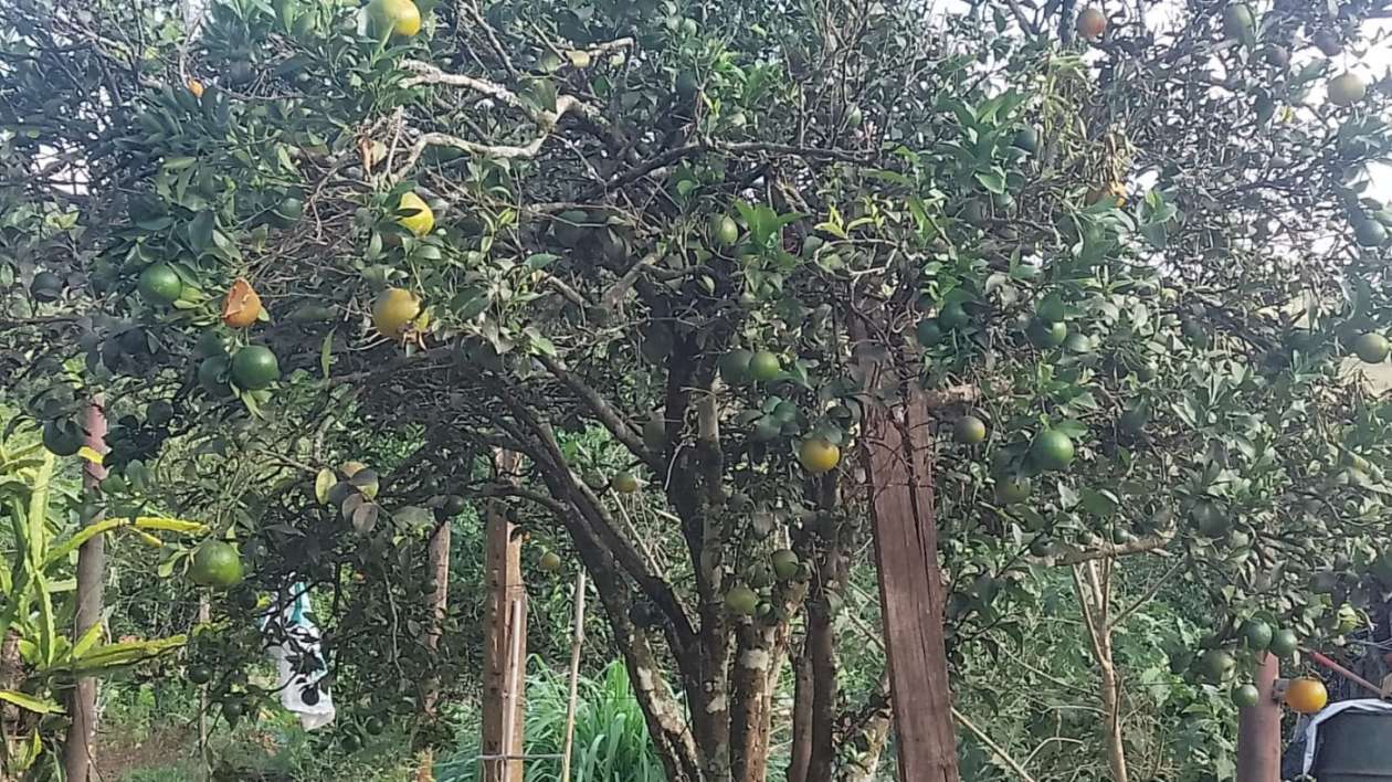 Chácara, 6000 m² - Foto 8