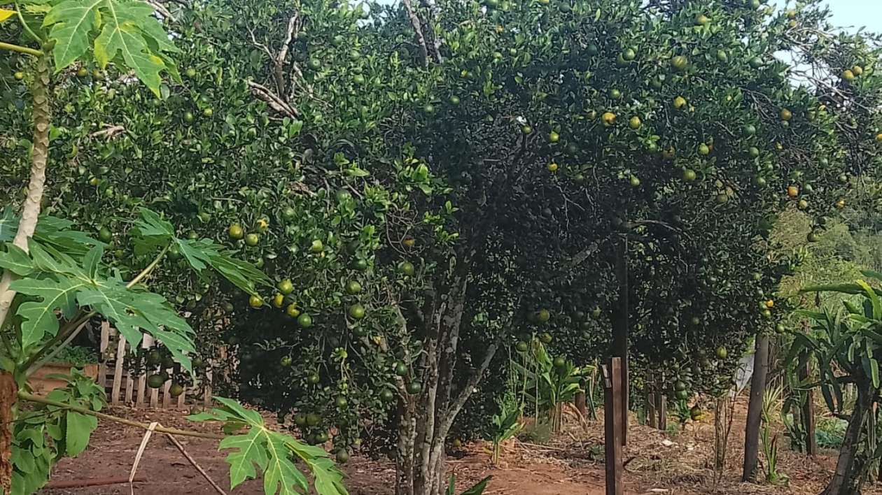 Chácara, 6000 m² - Foto 9