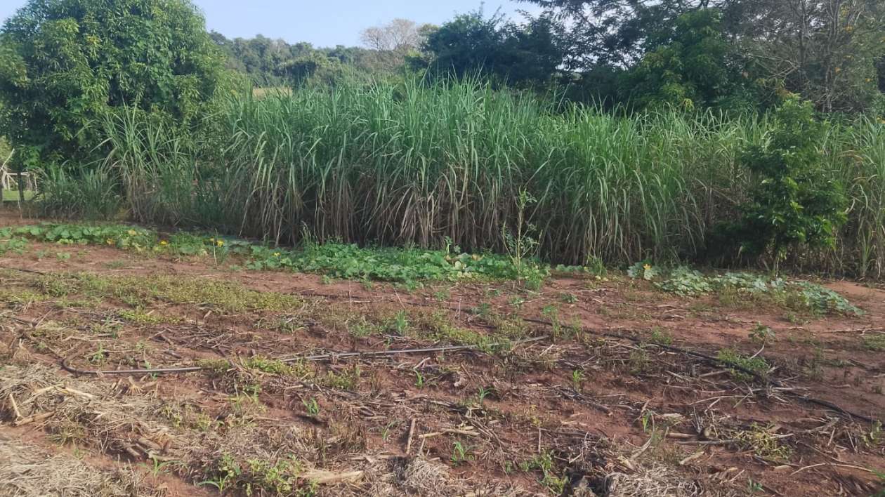 Chácara, 6000 m² - Foto 11