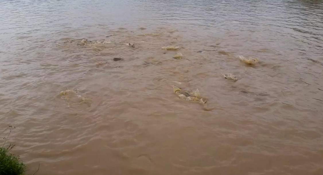 Fazenda, 14 m² - Foto 10