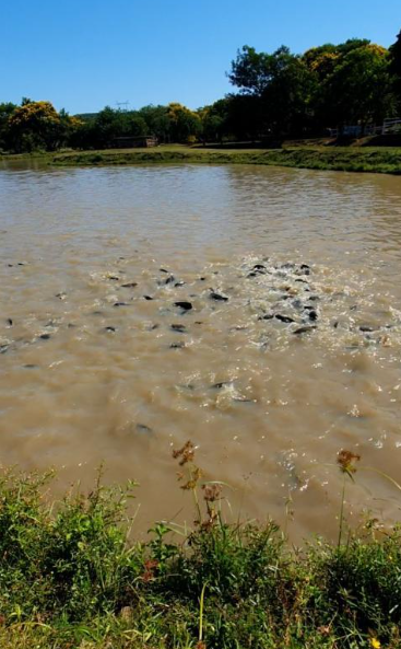 Fazenda, 14 m² - Foto 17