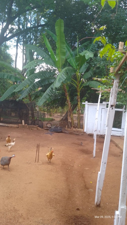 Chácara, 2 quartos, 1350 m² - Foto 2