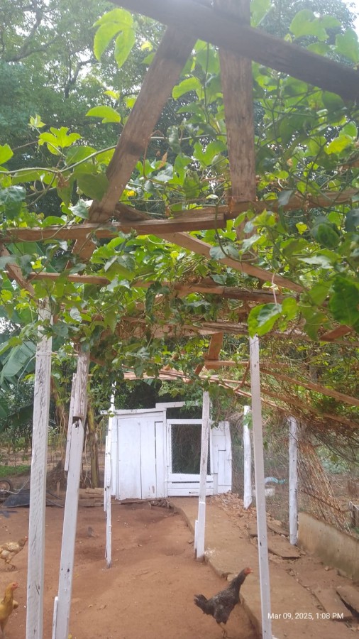 Chácara, 2 quartos, 1350 m² - Foto 4