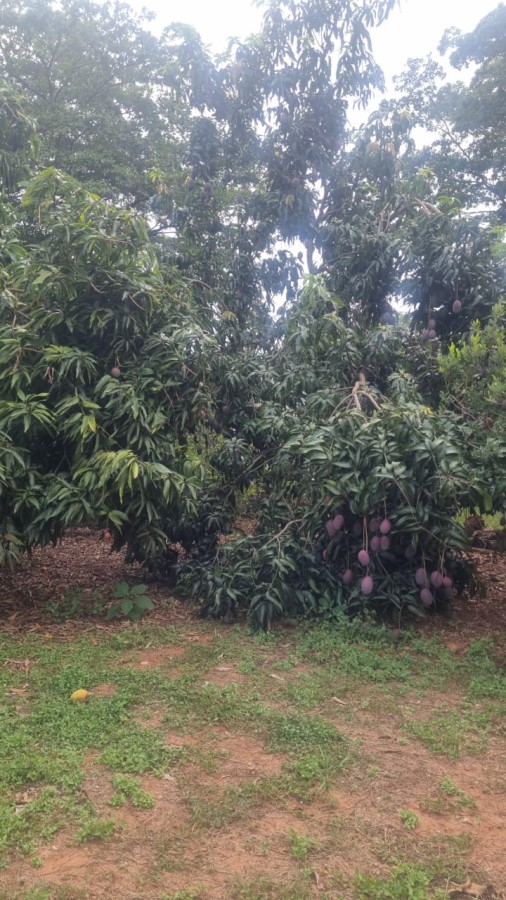 Chácara, 1500 m² - Foto 4