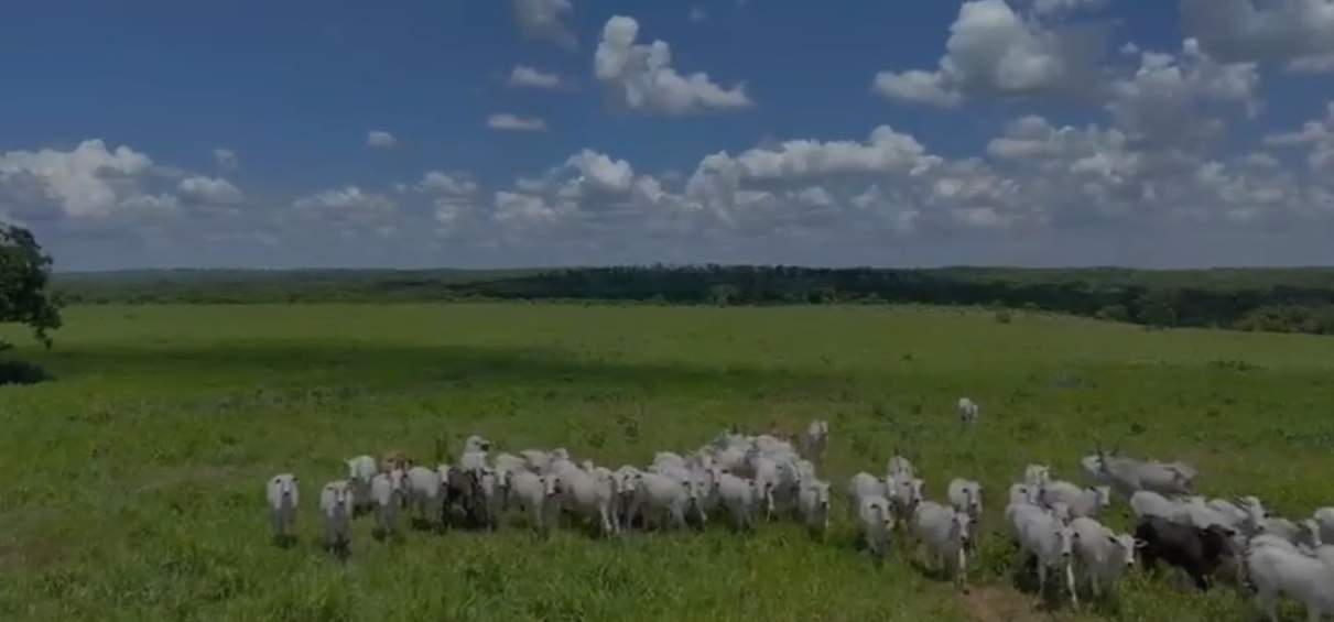 Fazenda - Foto 11