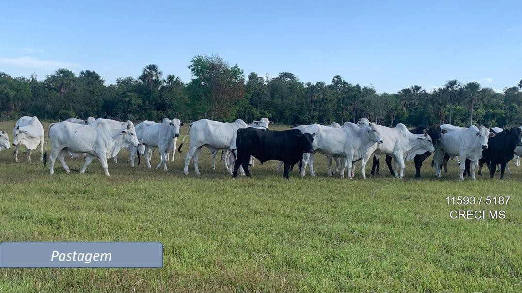 Fazenda - Foto 8