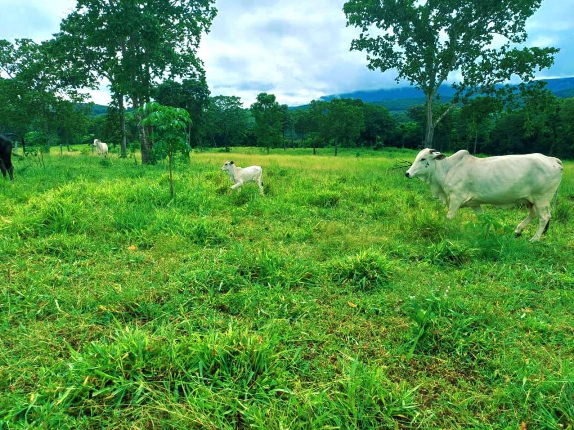 Fazenda - Foto 3