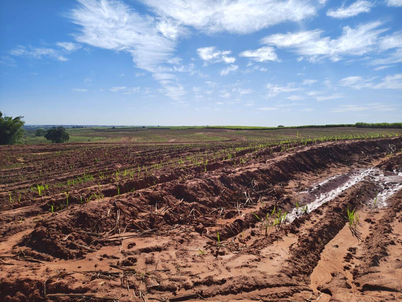 Fazenda - Foto 6