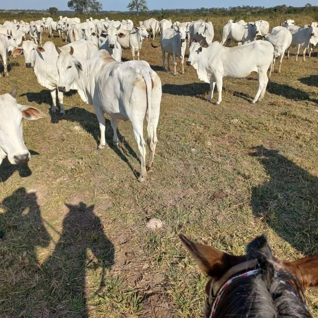 Fazenda, 2508 m² - Foto 3