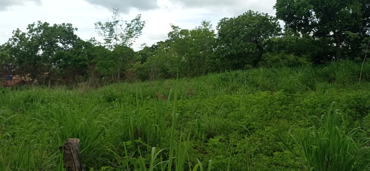 Fazenda, 70 m² - Foto 3