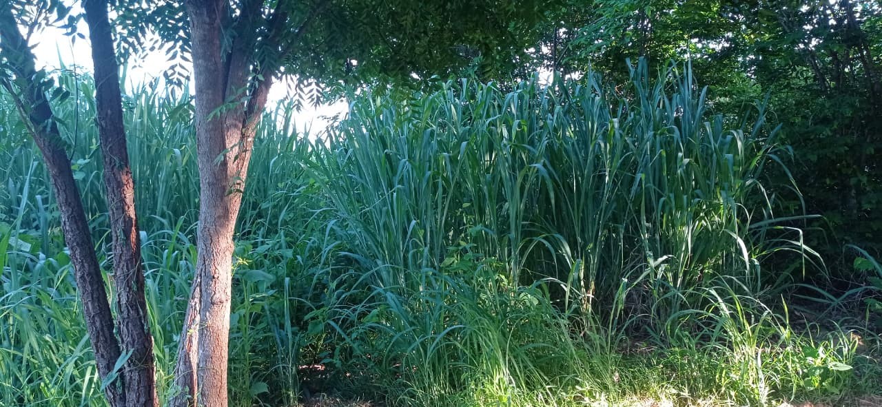 Fazenda, 70 m² - Foto 9